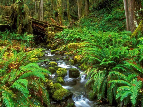 rừng Daintree - du lịch Úc