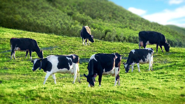 trang trại bò sữa