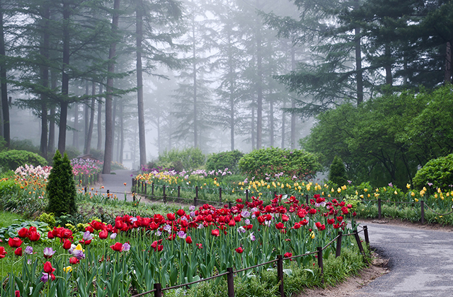 vườn hoa Morning Calm - địa điểm ưa thích của du khách