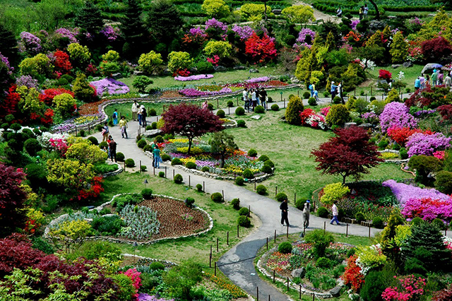 vườn hoa Morning Calm - Hàn Quốc